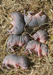Babies of mouse 1