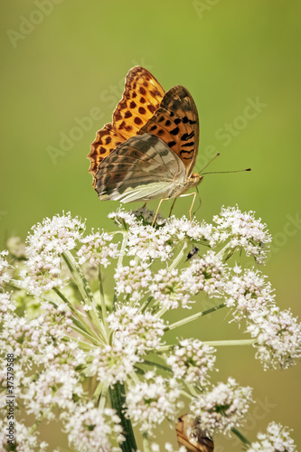 Photo: One orange butterfly One orange butterfly