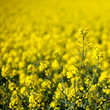 Colza (Brassica rapa) Colza (Brassica rapa)