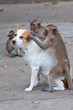 Monkeys checking for fleas and ticks in the dog
