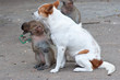 Monkeys checking for fleas and ticks in the dog