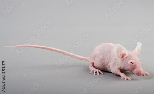 Photo: hairless mouse hairless mouse