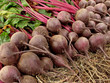 beetroots harvest beetroots harvest