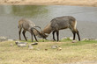 Waterbucks fighting, Ruaha National Park, Tanzania