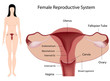 Female Reproductive System, eps8