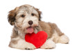 Lover Valentine chocolate Havanese puppy