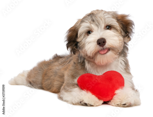 Photo: Lover Valentine chocolate Havanese puppy Lover Valentine chocolate Havanese puppy