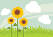 Yellow sunflowers landscape background illustration