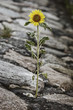 Sonnenblume