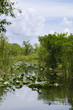 The Everglades Florida USA