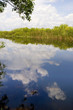 Alligator in the Everglades Florida USA