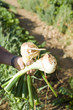 Foto: Agricultural ecology Agricultural ecology