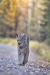 Rocky Mountain Lynx