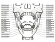 Human dental chart