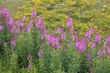 Bergblumen