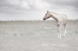 Photo: Horse in fog Horse in fog