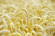 wheat