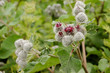 Flowering thistle meadow to the natural background Flowering thistle meadow to the natural background