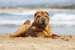 shar pei allongé sur le sable