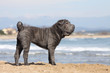 shar pei très ridé au bord de la mer