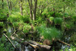 Moorlandschaft