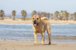 shar pei on the beach with a lot of sun
