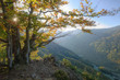 Black Forest