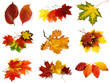 autumnal leaves collection autumnal leaves collection