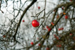 roter apfel im winter