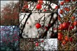 Collage Apfelbaum im Winter