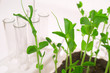 Young pea shoots
