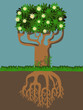 Vector: side view of tree with roots side view of tree with roots