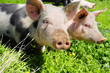 Two pigs on a meadow Two pigs on a meadow