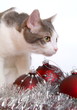 Katze