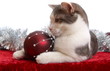Katze