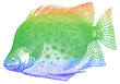 green fish