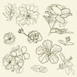 Set of floral design elements