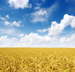 A fényképek részletei wheat