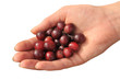 cranberries in hand cranberries in hand
