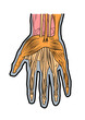 anatomie hand