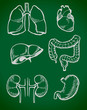 Vettoriale: human internal organs human internal organs