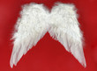 Photo: white wings white wings