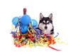 Hund Husky versteckt in Sylvester Dekoration