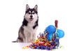 sitzender Hund Husky feiert Neujahr