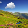 Spring landscape with the cloudy sky and Flower