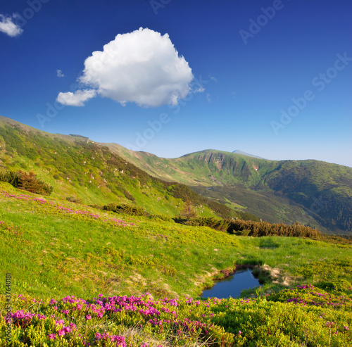 Photo: Spring landscape with the cloudy sky and Flower Spring landscape with the cloudy sky and Flower