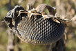 Dry Sunflower