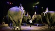 circo, il girotondo degli elefanti circo, il girotondo degli elefanti