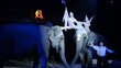 circo, la ragazza e gli elefanti circo, la ragazza e gli elefanti
