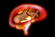 gestazione